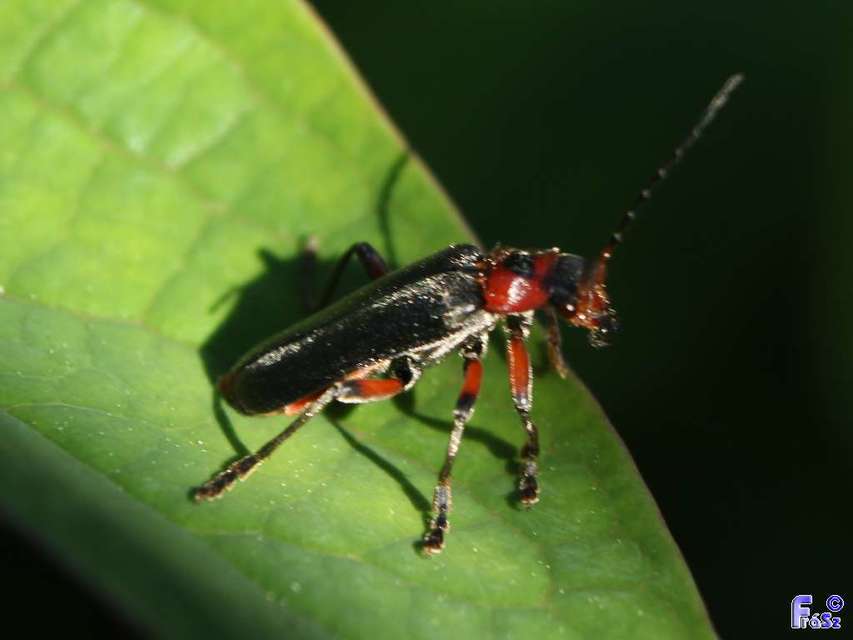Cantharis rustica - suszterbogár