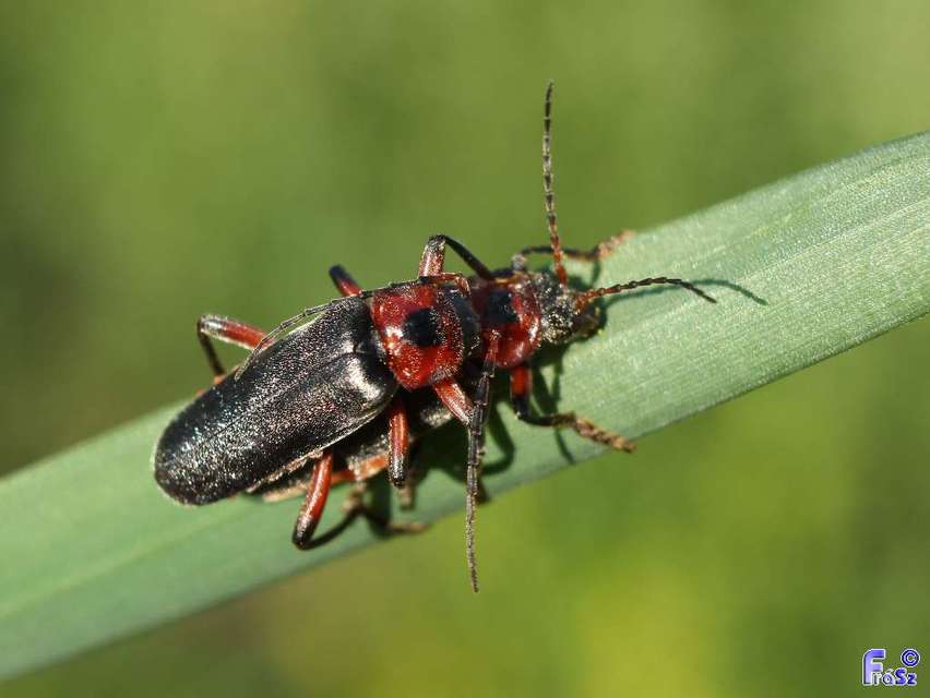 Cantharis rustica - suszterbogár