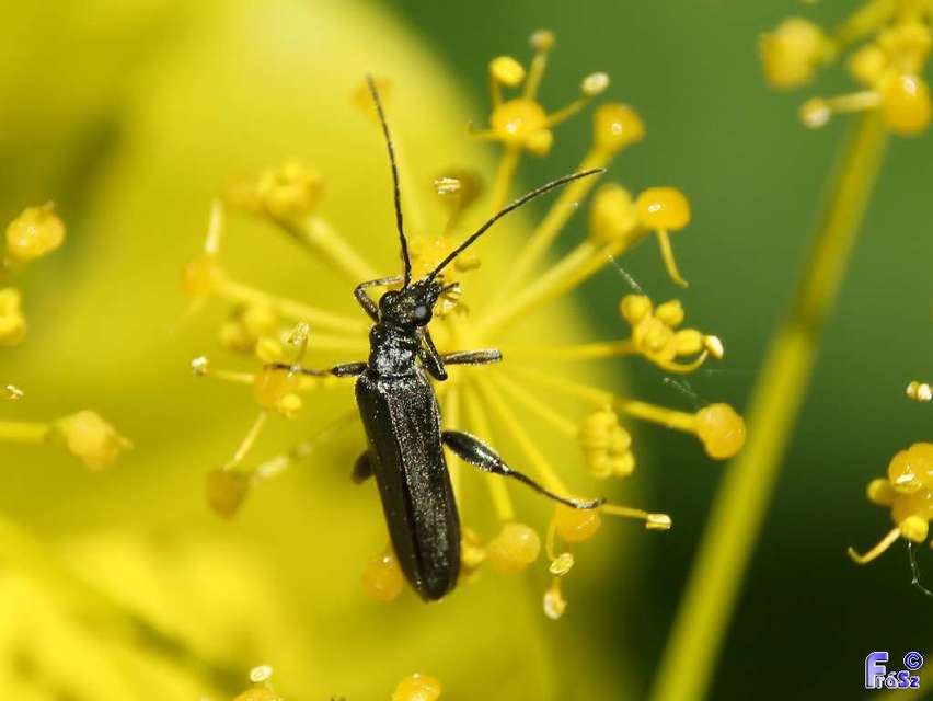 Oedemera