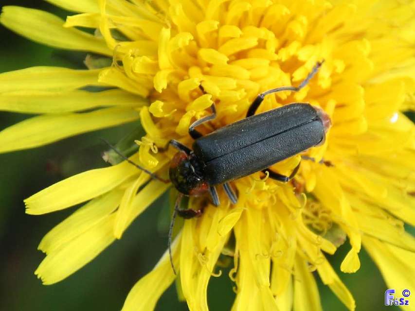 Cantharis fusca - közönséges lágybogár