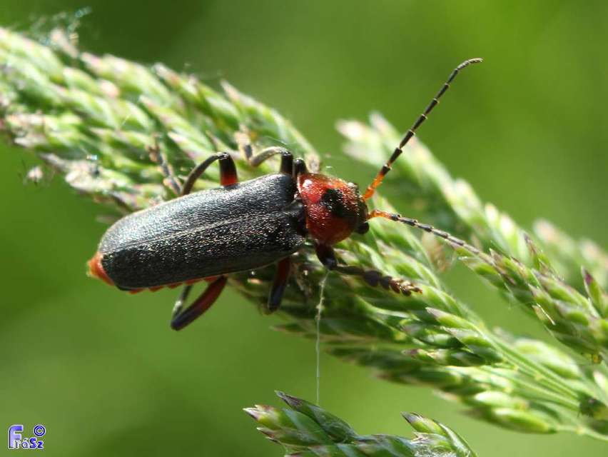 Cantharis rustica - suszterbogár