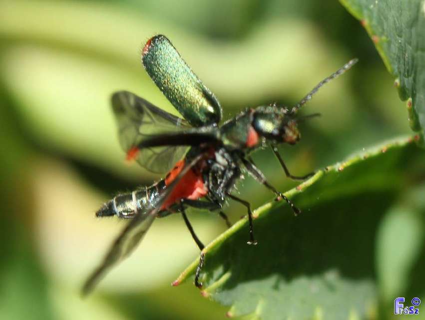 Malachius bipustulatus - kétfoltos bibircsesbogár