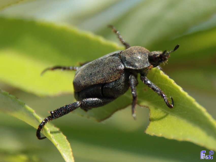 Hoplia praticola - réti virágcserebogár