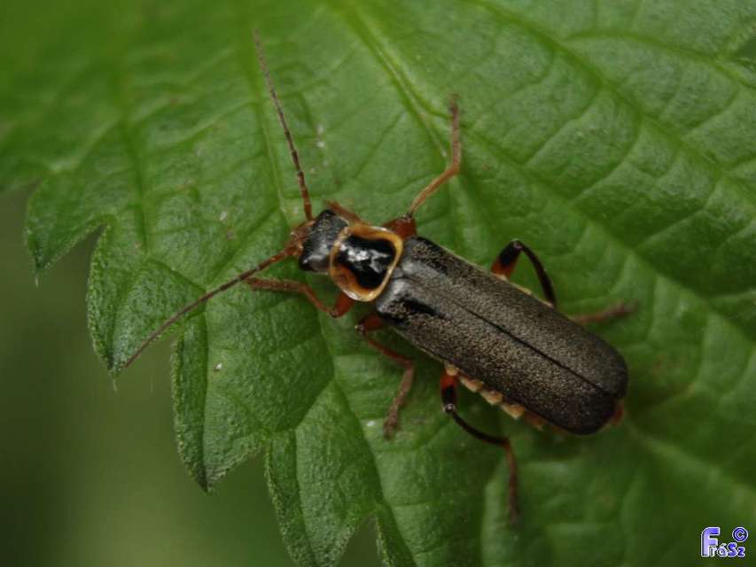 Cantharis nigricans - feketéllő lágybogár