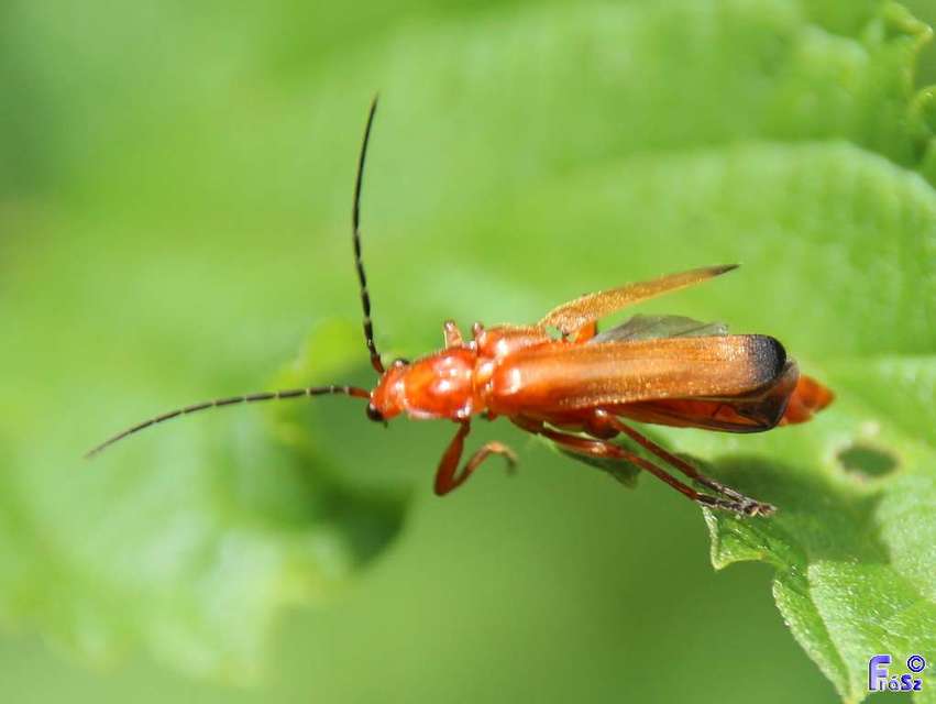 Rhagonycha fulva - feketevégű lágybogár