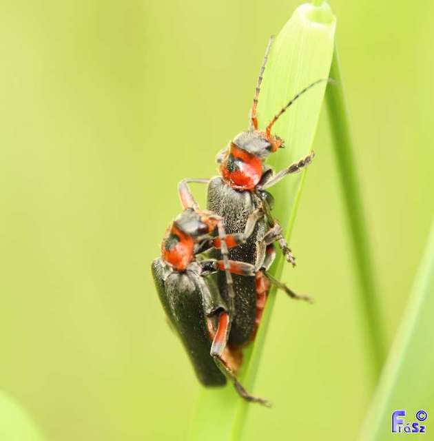 Cantharis rustica - suszterbogár