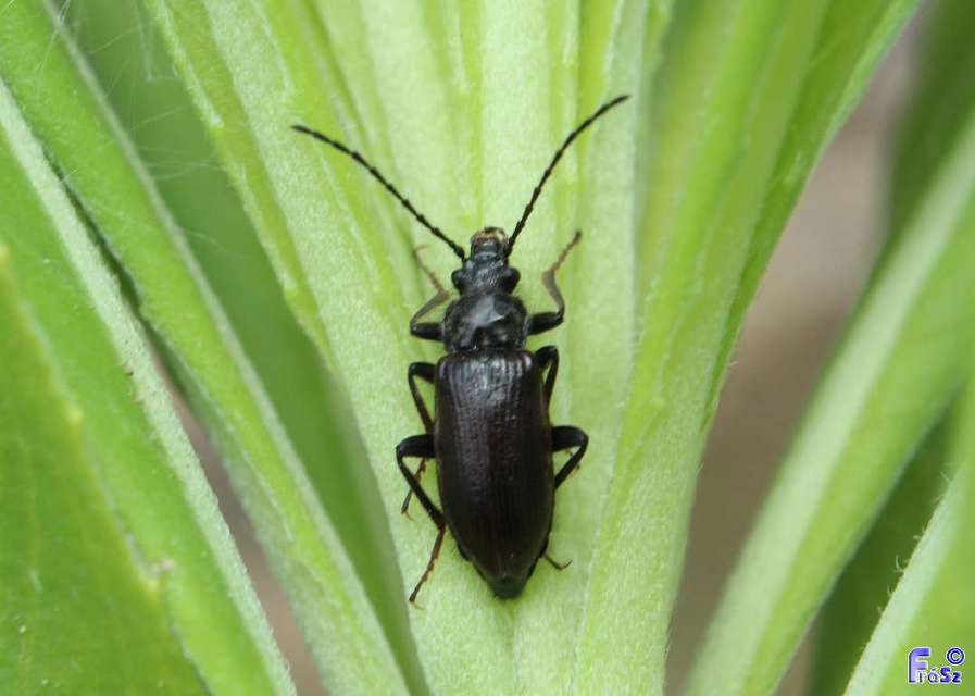 Omophlus lividipes - kis pejbogár Omophlus lividipes - kis pejbogár