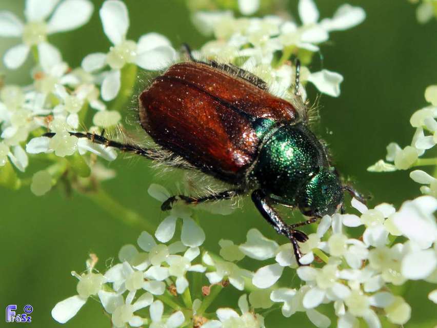 Phyllopertha horticola - kerti szipoly