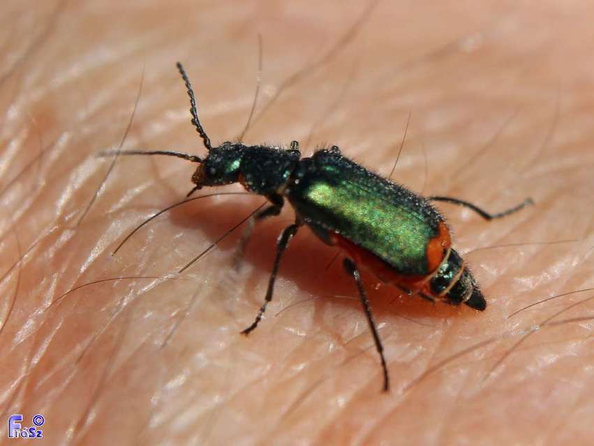 Malachius bipustulatus - kétfoltos bibircsesbogár
