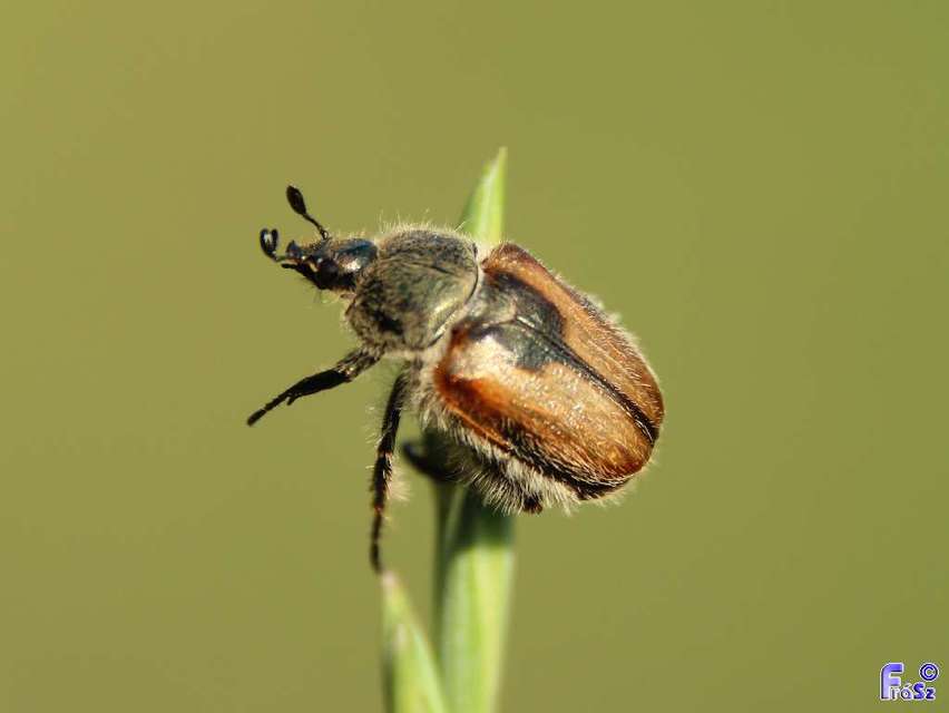 Chaetopteroplia segetum - rozsszipoly