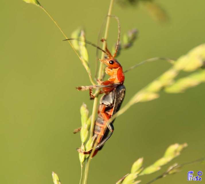 Cantharis livida - mezei lágybogár