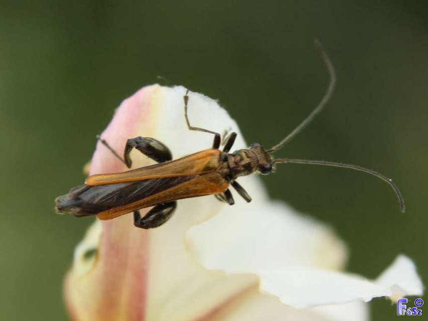 Oedemera femorata - sárgahátú álcincér