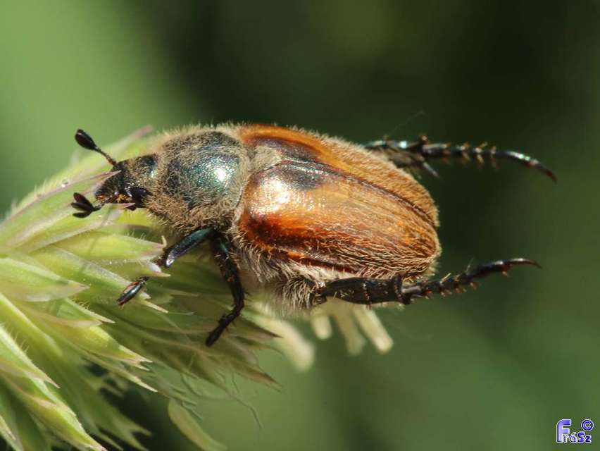 Chaetopteroplia segetum - rozsszipoly