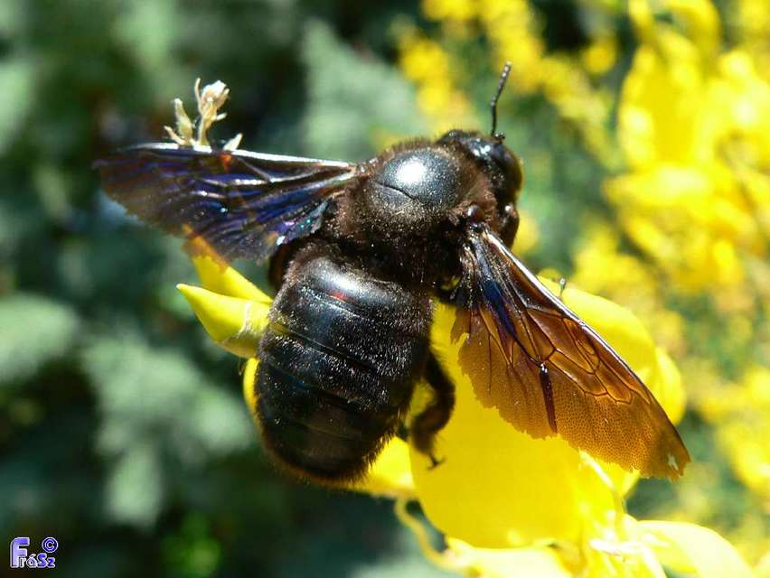 Xylocopa