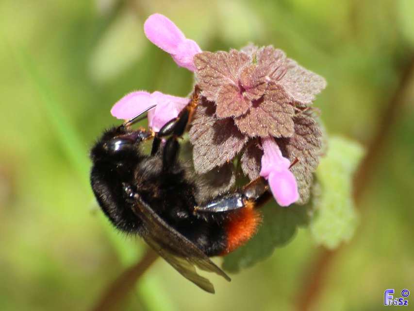 Bombus lapidarius - kövi poszméh