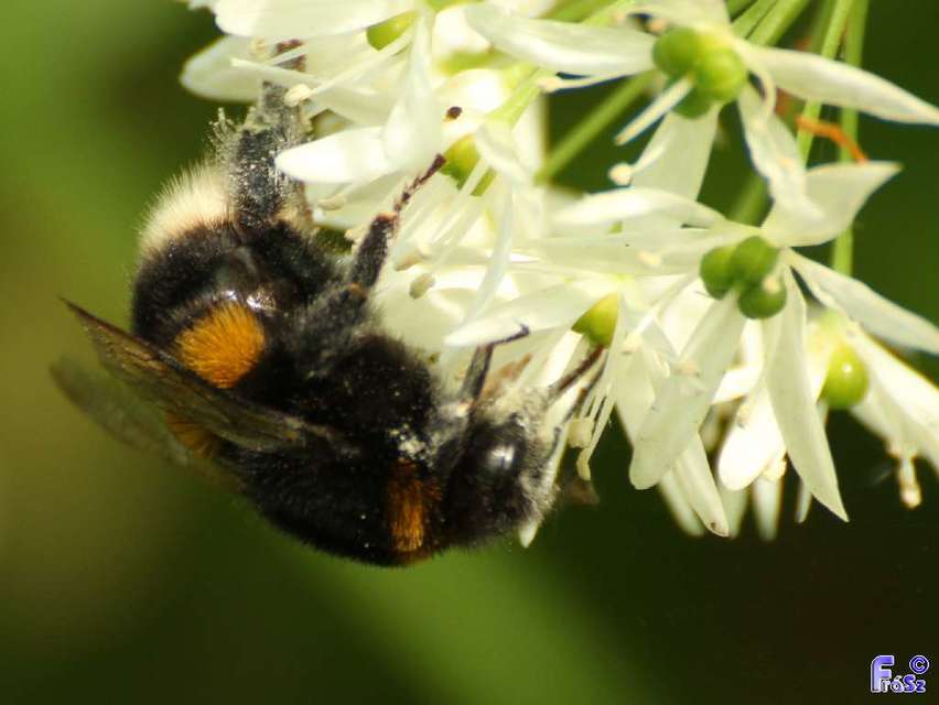 Bombus terrestris/lucorum
