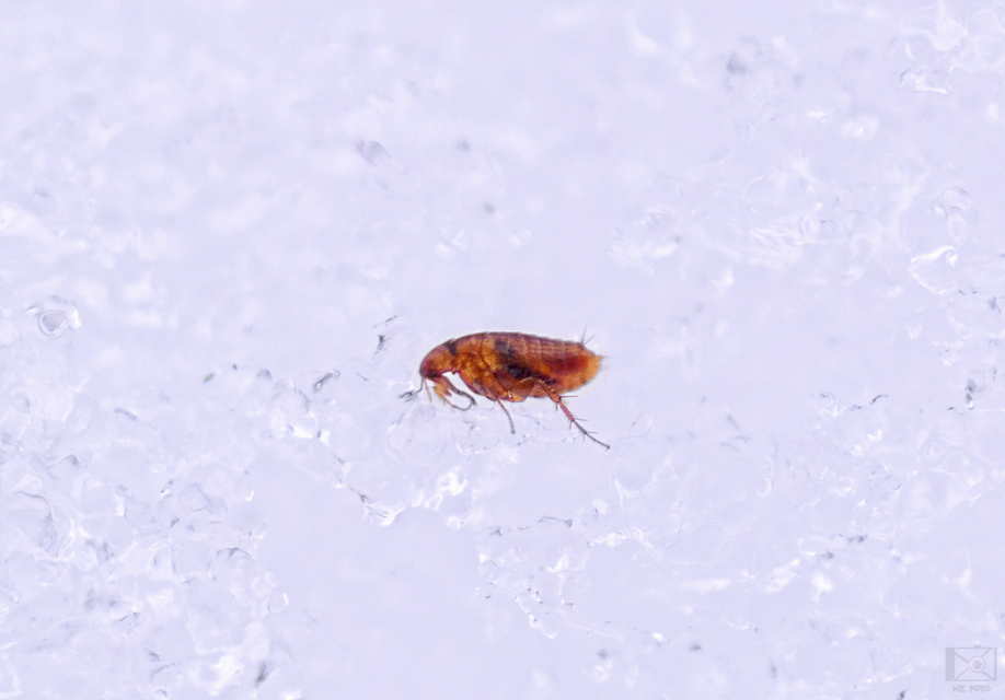 bolhák (Siphonaptera)