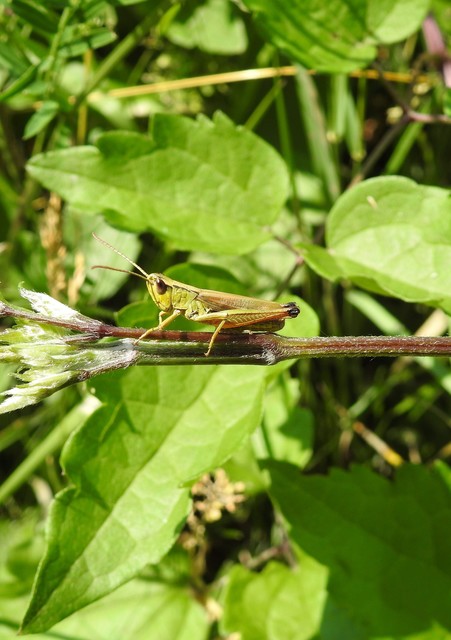 Pseudochorthippus parallelus - közönséges rétisáska