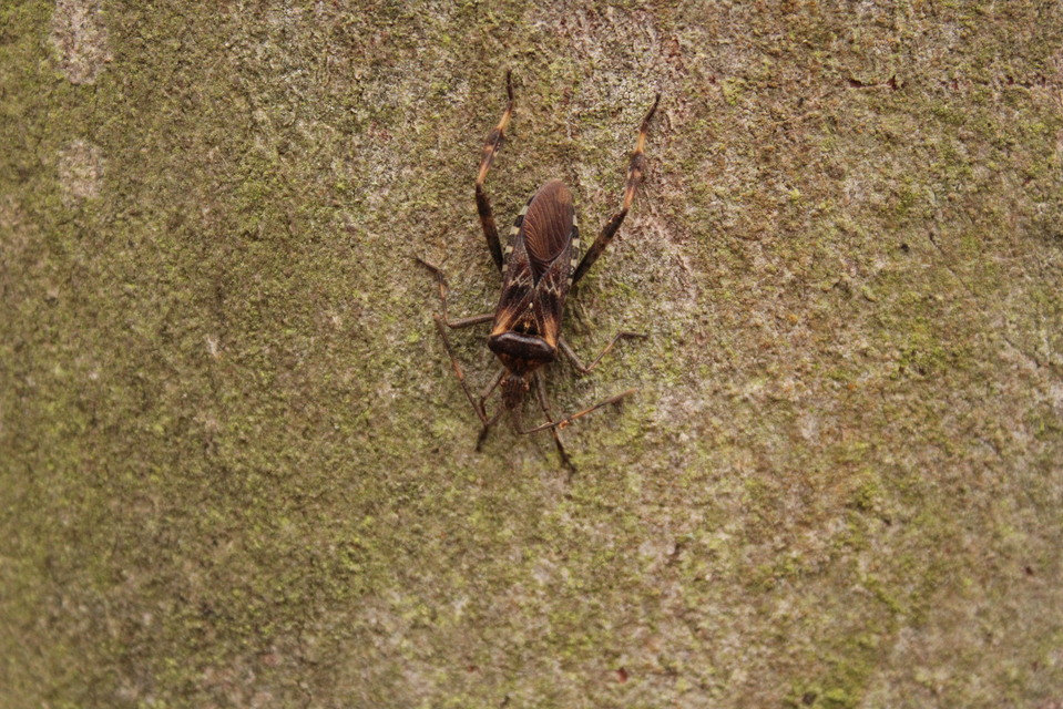 Leptoglossus occidentalis - nyugati levéllábú poloska