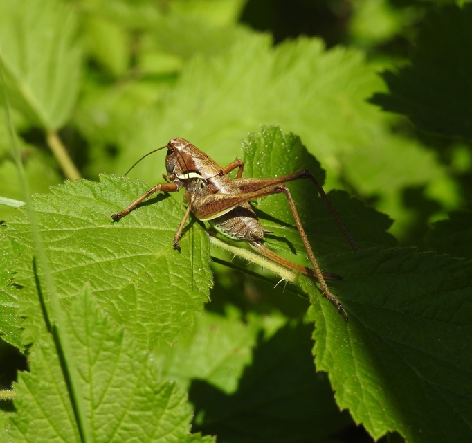 Pholidoptera aptera - nagy avarszöcske