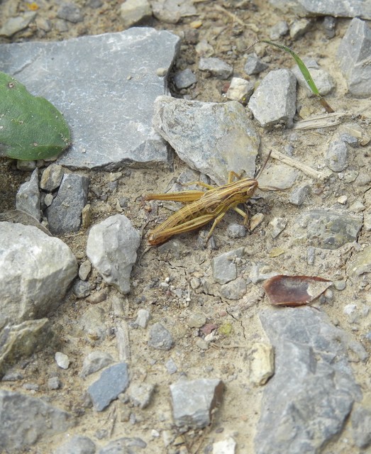 Stenobothrus