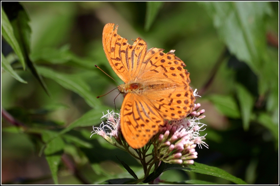 Argynnis paphia - nagy gyöngyházlepke