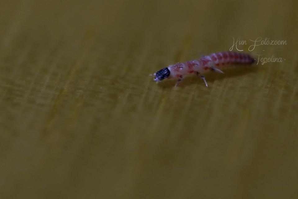 Melyridae - sziklaibogár-félék