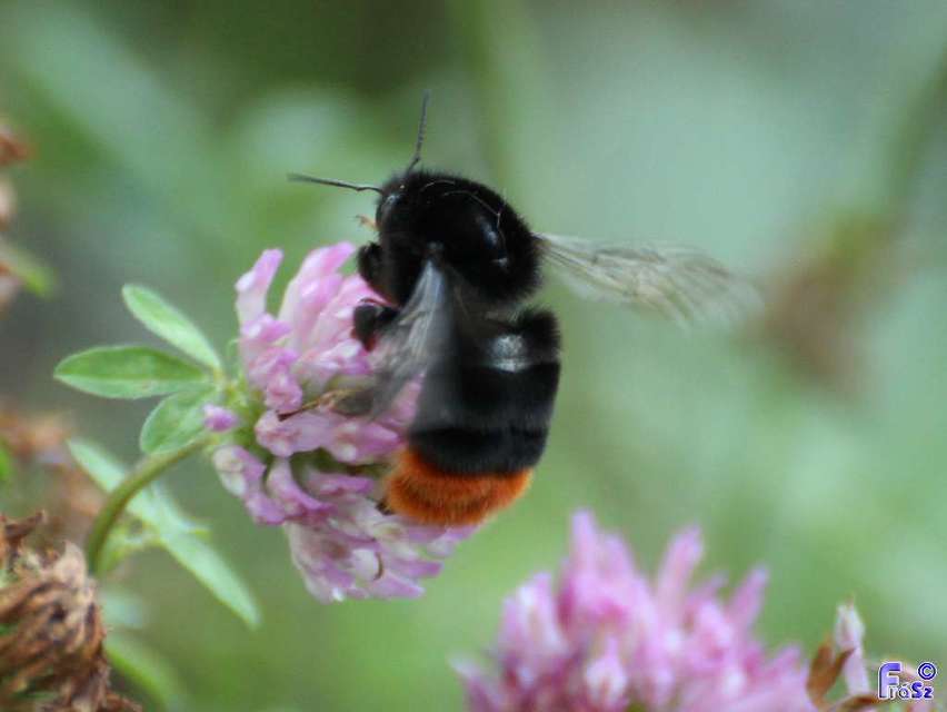 Bombus lapidarius - kövi poszméh