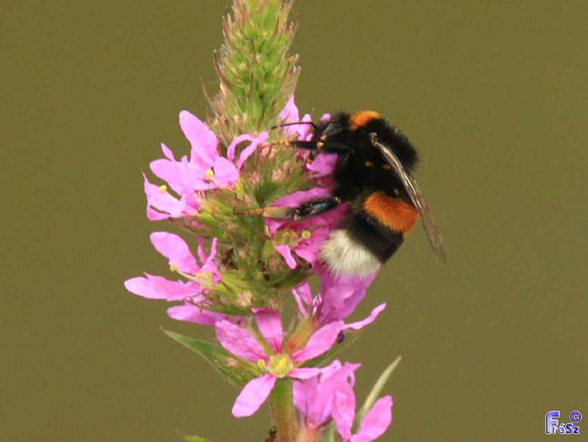 Bombus terrestris/lucorum