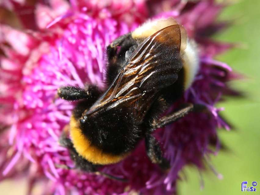 Bombus terrestris/lucorum