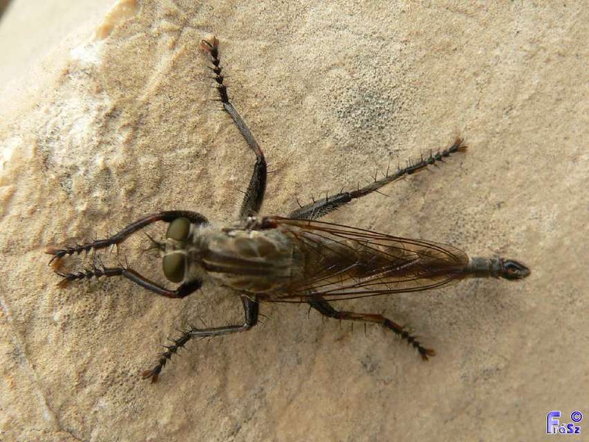 Asilidae - rablólégyfélék
