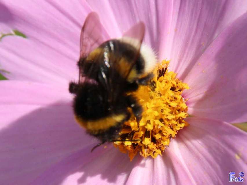 Bombus terrestris/lucorum