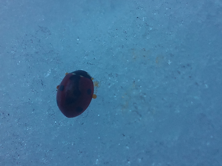 Coccinella septempunctata - hétpettyes katica