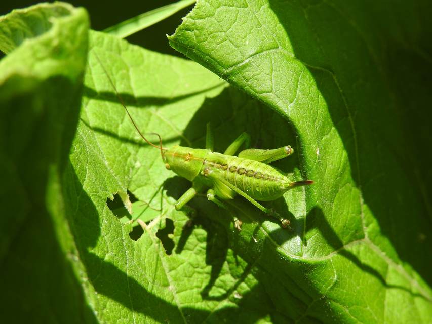 Tettigonia