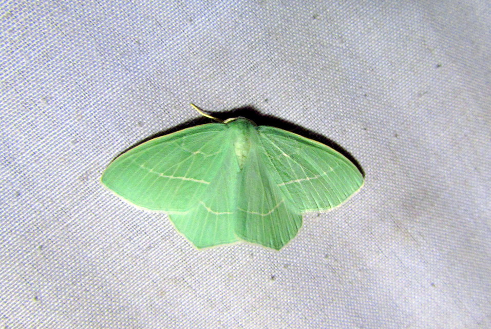 Hemistola chrysoprasaria - kékes zöldaraszoló