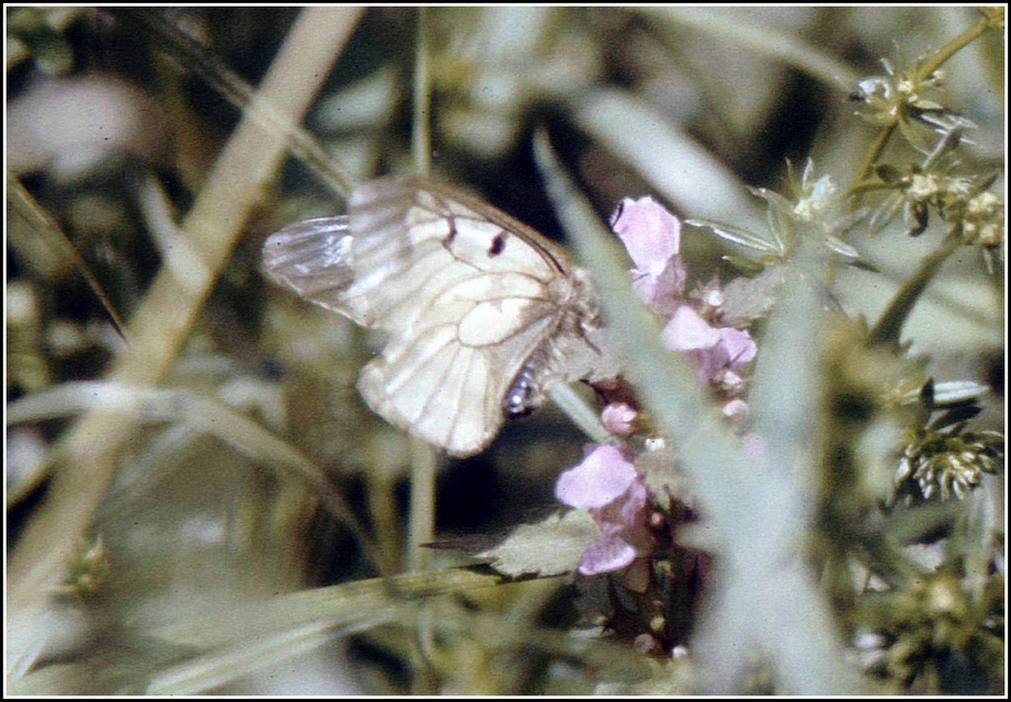 Parnassius mnemosyne - kis apollólepke