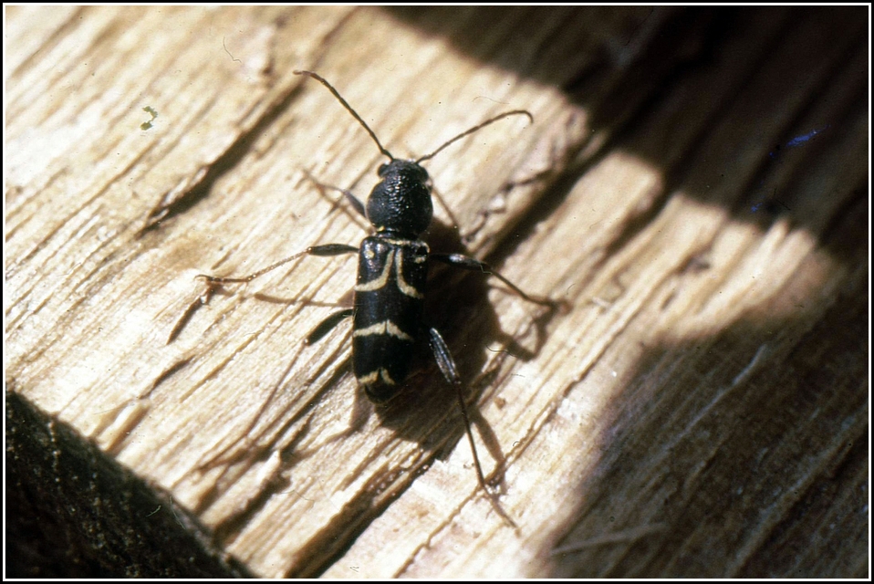 Xylotrechus antilope - fürge darázscincér