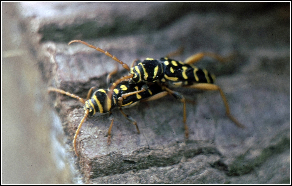 Plagionotus arcuatus - bársonyos darázscincér