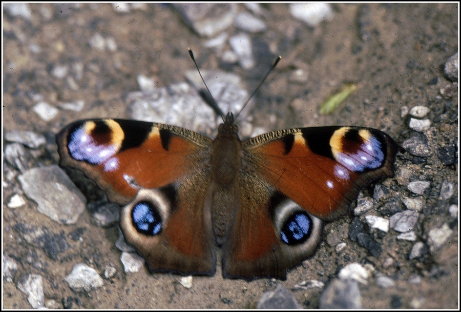 Nymphalis io - nappali pávaszem