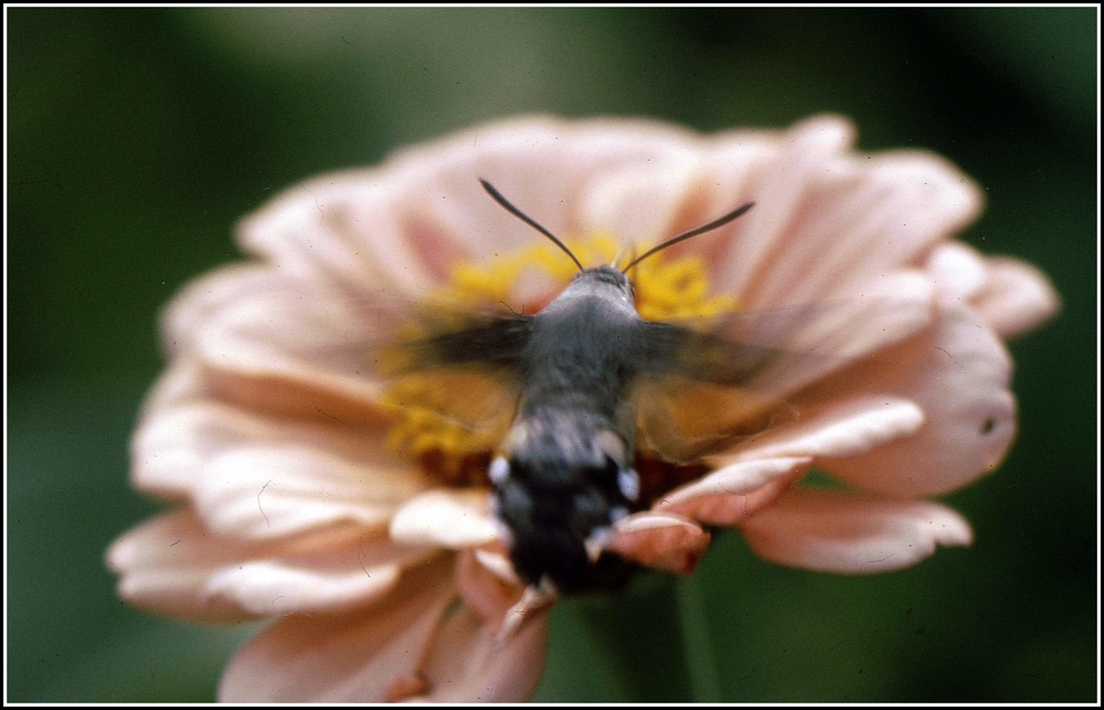 Macroglossum stellatarum - kacsafarkú szender