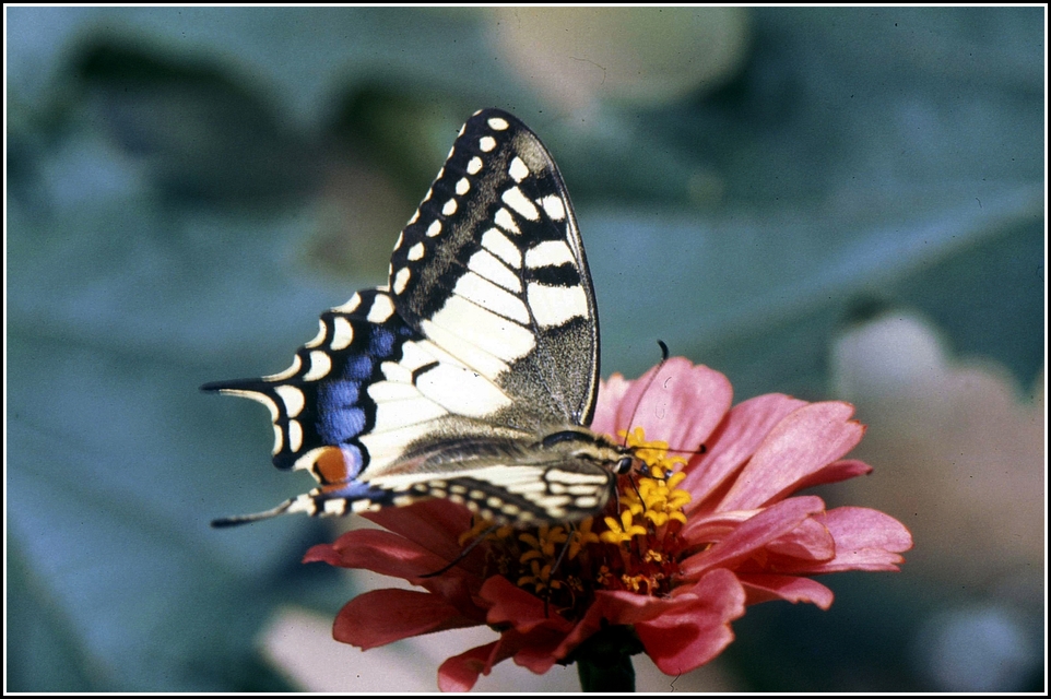 Papilio machaon - fecskefarkú lepke