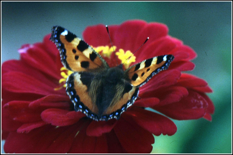 Nymphalis urticae - kis rókalepke