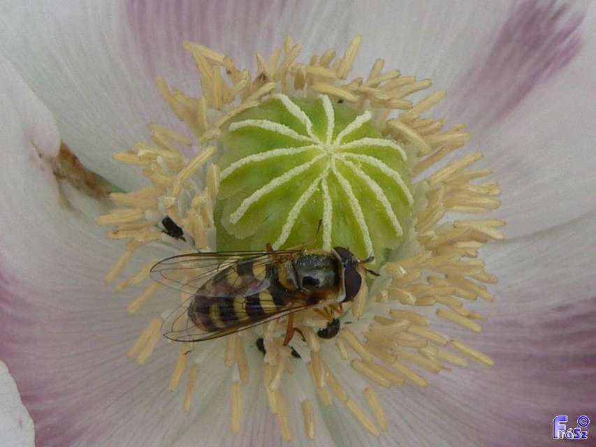 Eupeodes