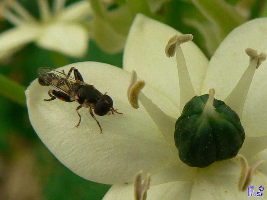 Syritta pipiens - zizegő comboslégy