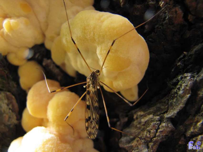 Limoniidae - iszapszúnyogok