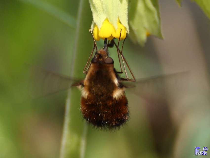 Bombylius discolor - feketefarú pöszörlégy