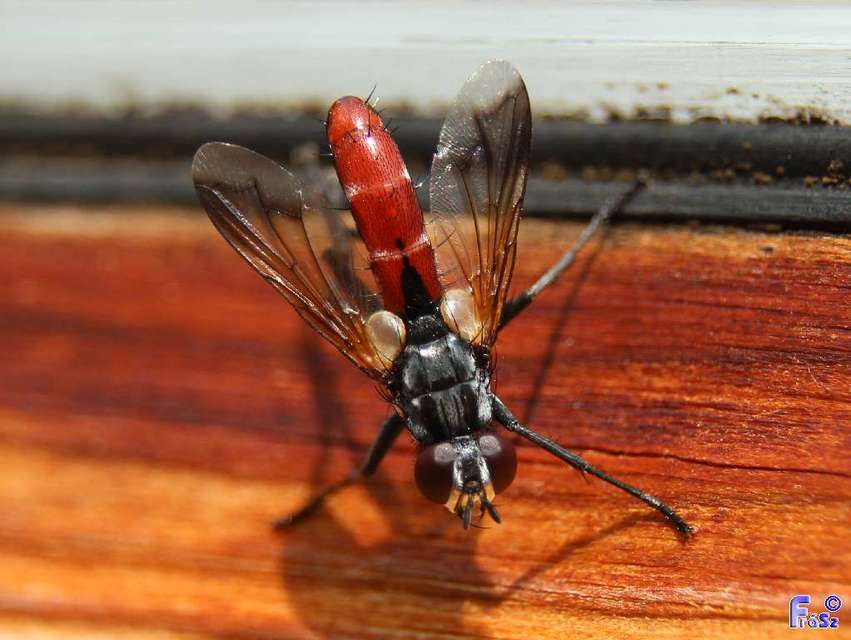 Cylindromyia bicolor