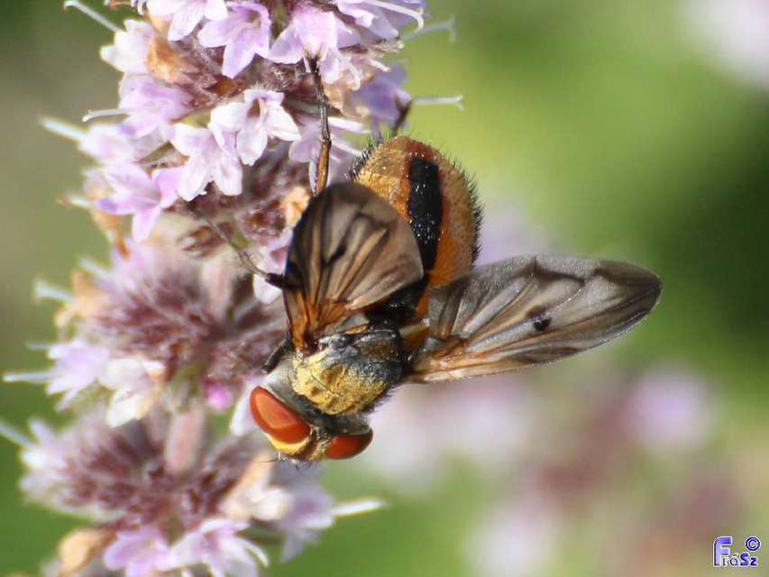 Ectophasia crassipennis - szélespotrohú poloskafürkész