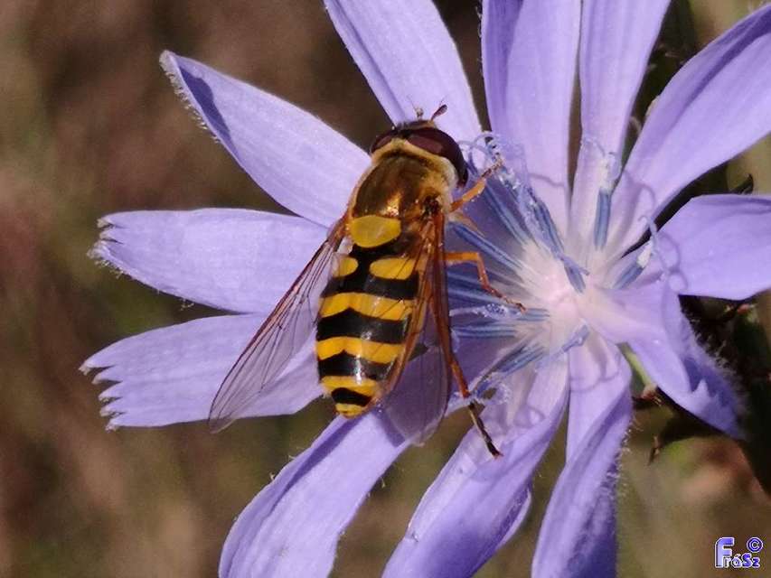 Syrphus ribesii - közönséges kertizengőlégy
