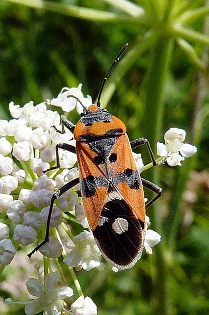 Lygaeus equestris/simulans